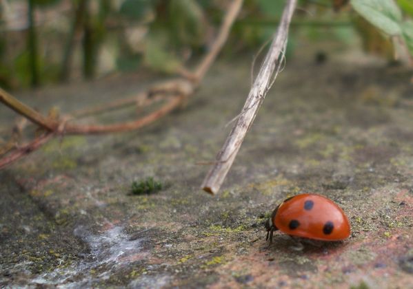 coccinelle