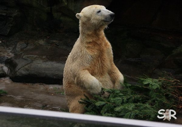Dezember-2009 9810