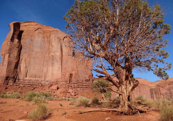 Monument Valley arbre