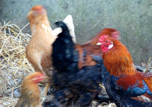 poulettes-1