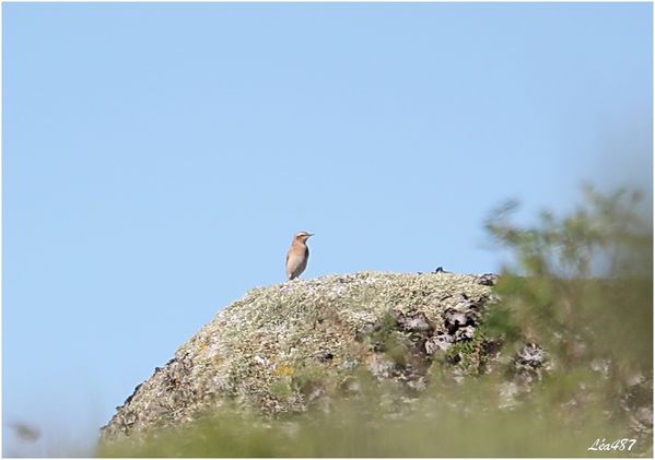 Oiseaux-3-2810-traquet-motteux-Fe.jpg