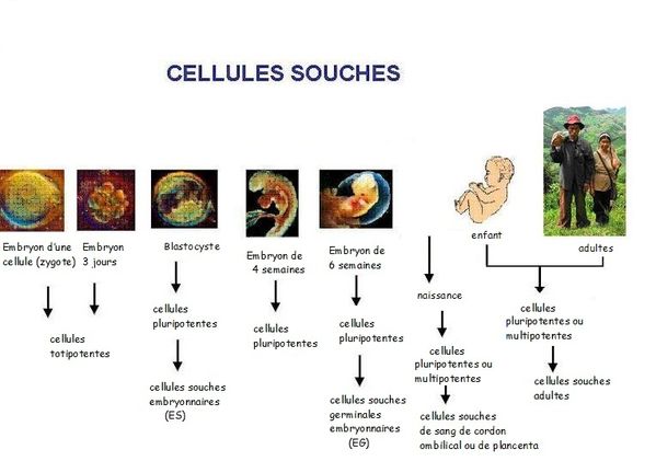 cellule souche schéma cellule souche schéma