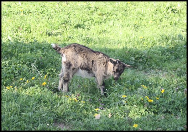 Chevreau.jpg