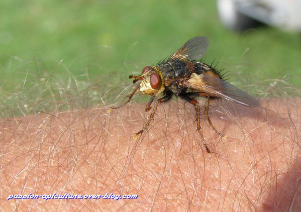 Tachina fera - Tachinaire ou mouche des chenilles