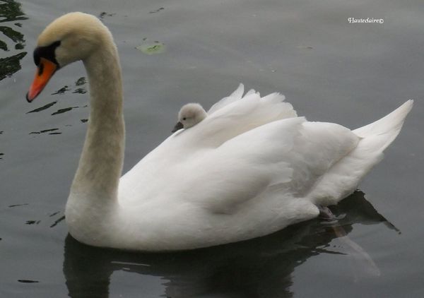 cygne-et-petit-2.jpg