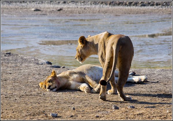 lionnes du serengeti