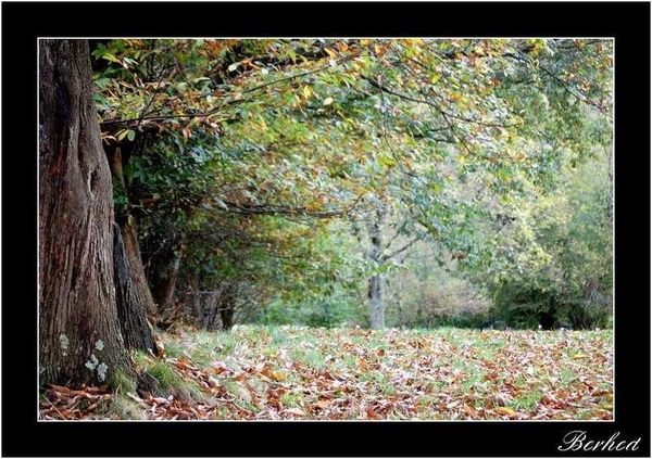 automne11bis.jpg