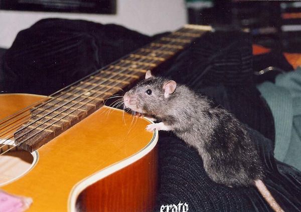 rat-guitare.jpg