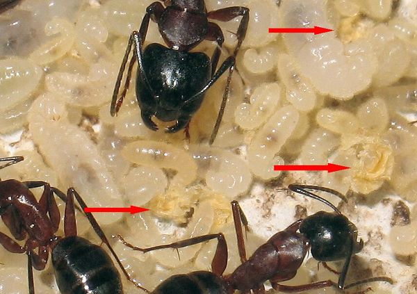 Mues Camponotus ligniperdus