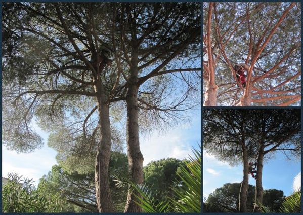 entretien espaces verts montpellier abattage pin 2015