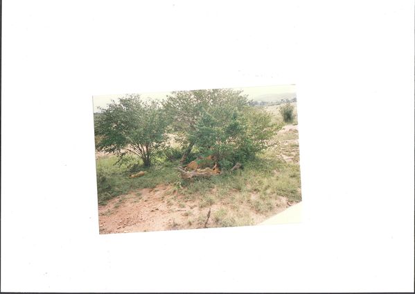 Mon voyage au KENYA en 1991 004