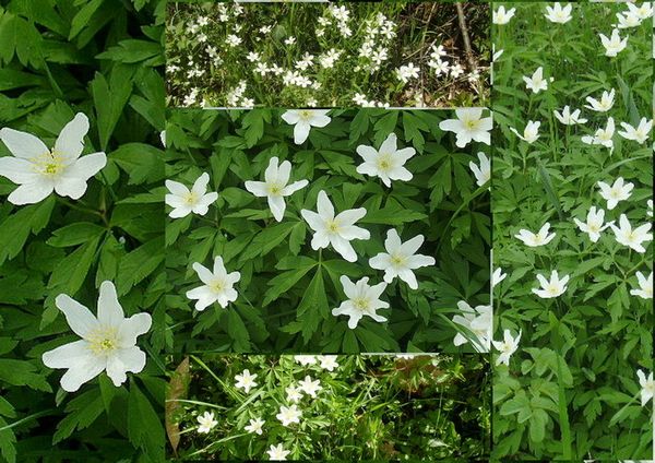 2009-04-fleurs-avec-dada.jpg