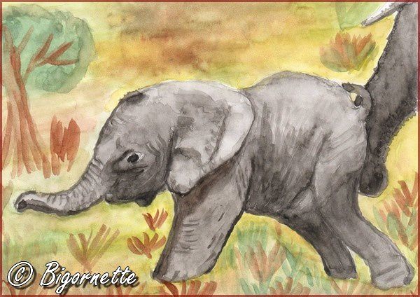 elephant-aquarelle.jpg