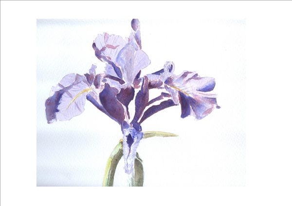 aquarelle iris