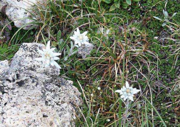 edelweiss2.jpg