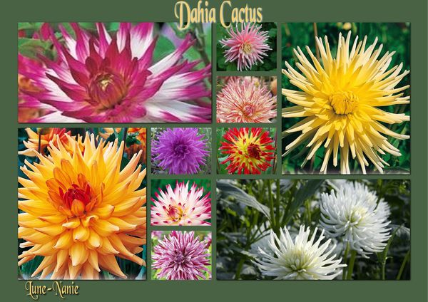 Dahlia cactus