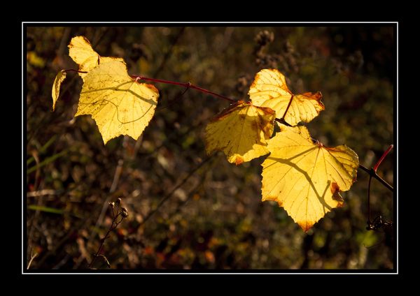 _DSC0051cc.jpg