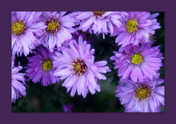 asters violettes