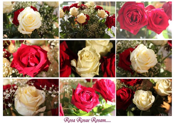 ROSES 0310