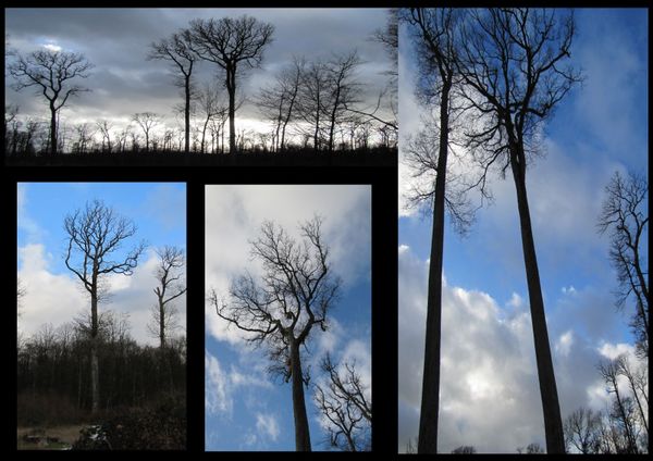 foret reno valdieu