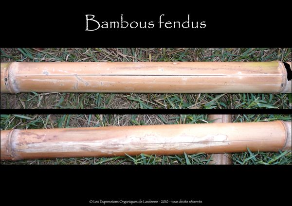 02 bambous fendus