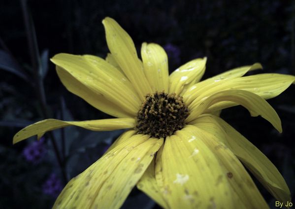 Une fleur jaune
