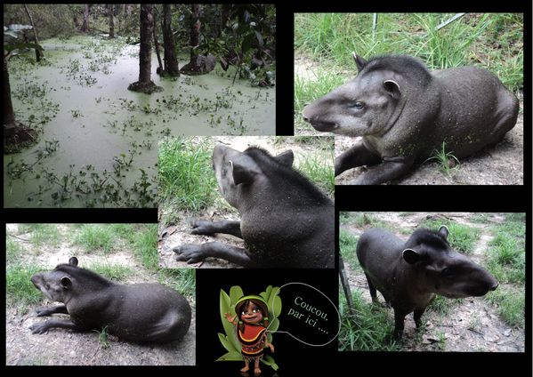 7-tapir.jpg