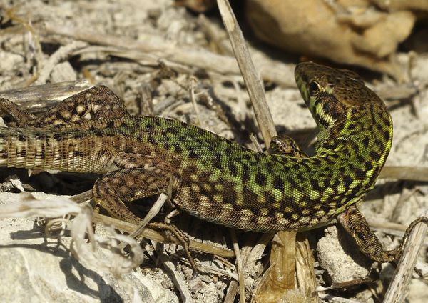 Podarcis filfolensis, robe tâchetée, Xlendi