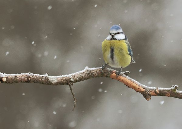 les-oiseaux-sur-neige 5007