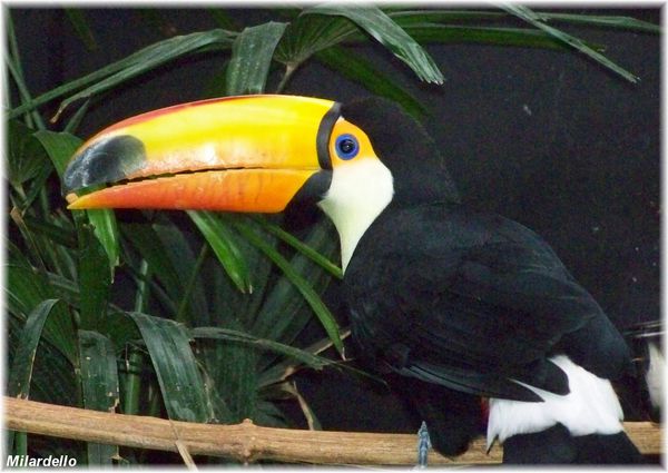 le toucan