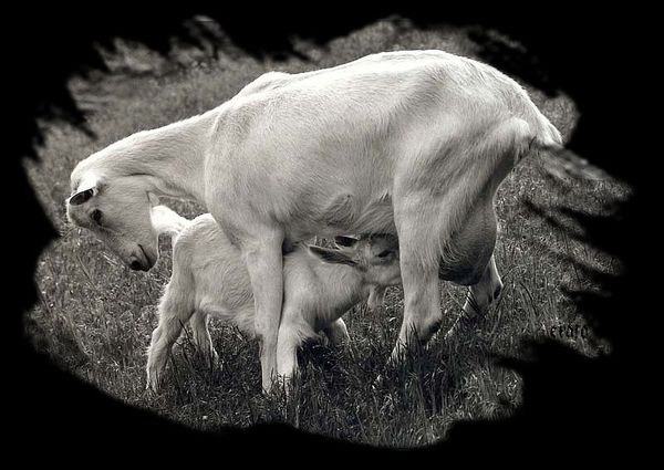 tendresse-1-a.jpg
