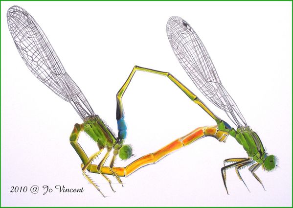 07---agrion---.JPG