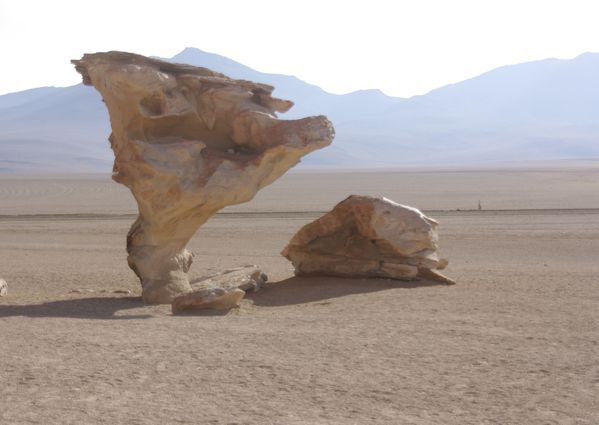 sud lipez arbol de piedra