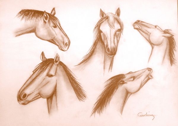 chevaux.jpg