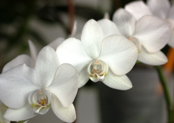Orchidees-1202-copie-1.JPG