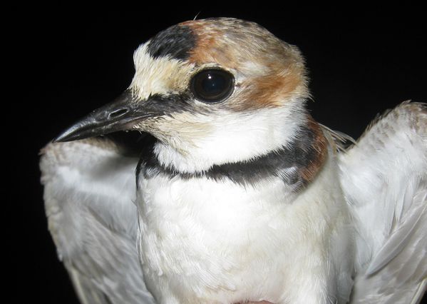 Pluvier d'Azara Charadrius collaris