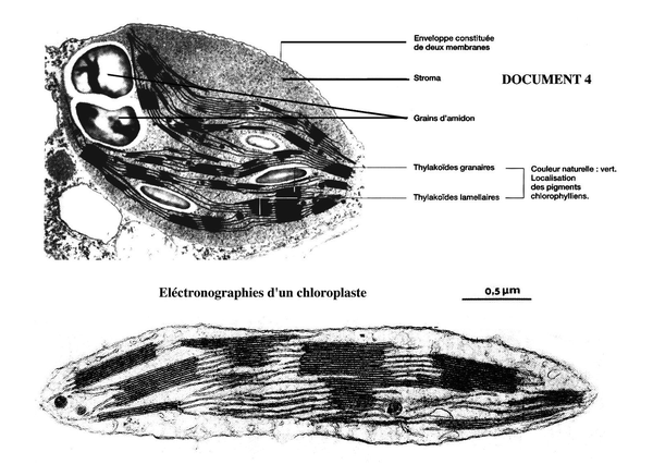 electronographie-chloroplaste.png