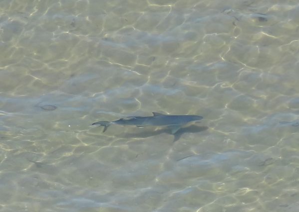 Western-Australia shark bay