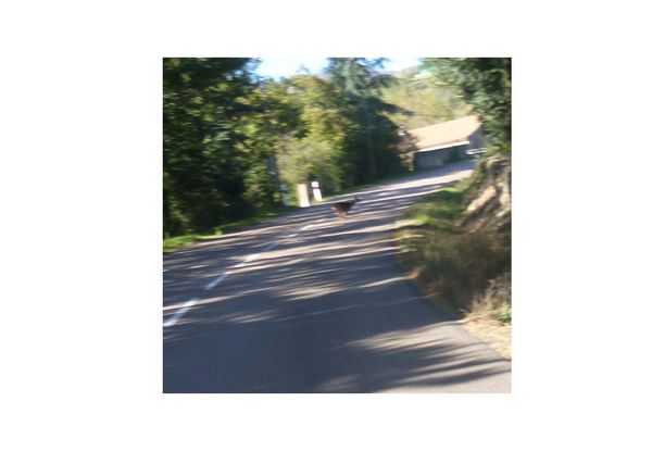chevreuil.JPG