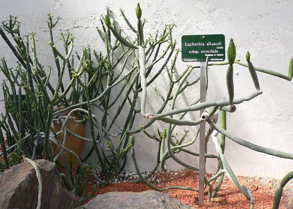Euphorbia alluaudi ssp. oncoclada et sp. aout 12