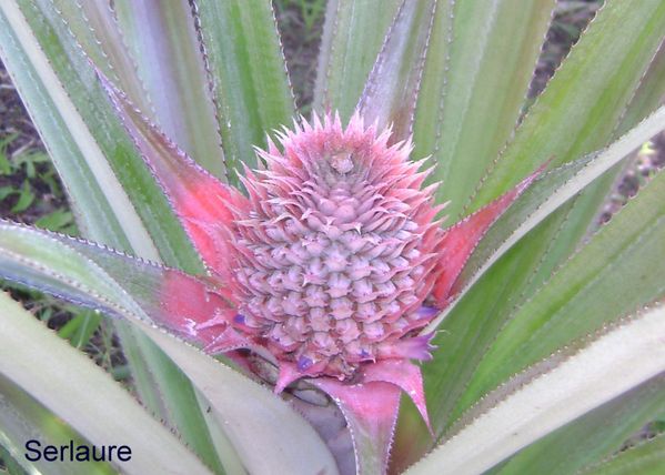 ananas fleur