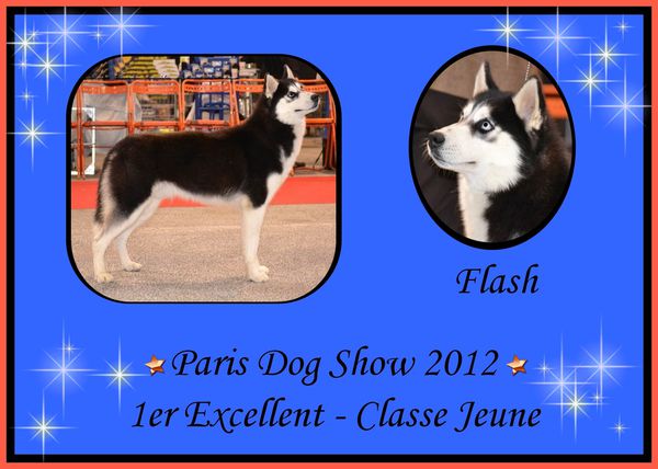 paris dog show flash