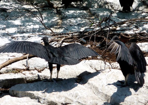 Canyon oiseaux noirs