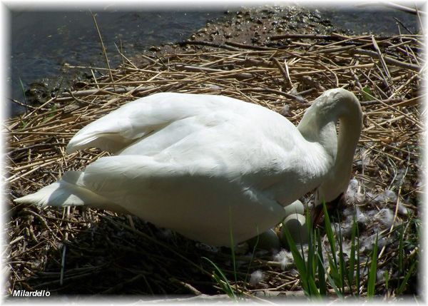 rm-pb-le-nid-du-cygne-4.jpg