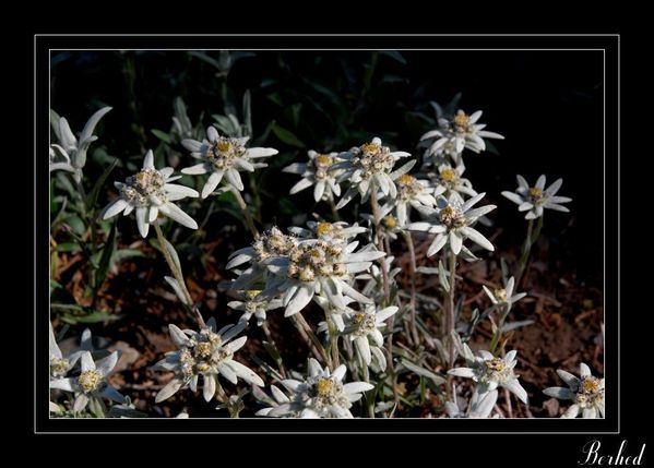 edelweiss.jpg