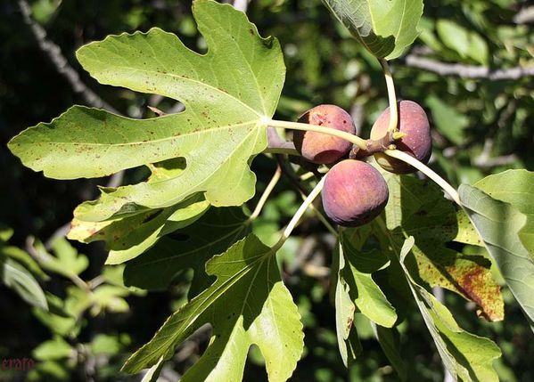 figues-026.jpg