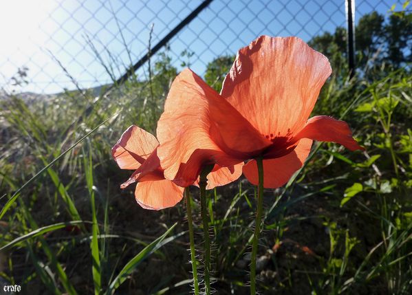 18-mai-2011---fleurs-001-a.jpg