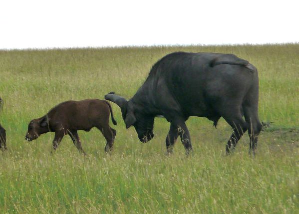 bébé buffle