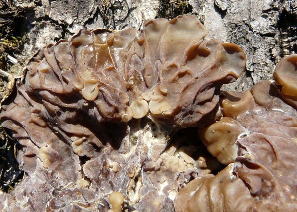 Auricularia-mesenterica-face-inf.jpg