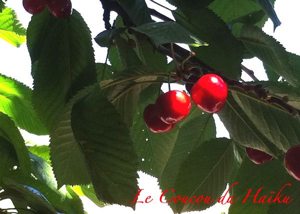 P 79-le temps des cerises1